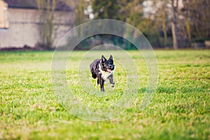 Playful purebred border collie dog running outdoors in the courtyard. Adorable, happy puppy enjoying a sunny day playing on the