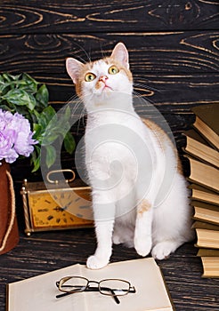 A playful pussy sits at the book and looks up