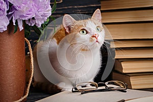 A playful pussy sits at the book and looks up