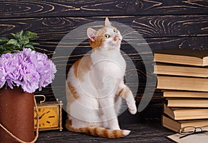 A playful pussy sits at the books and looks up