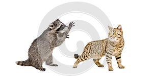 Playful raccoon and cat