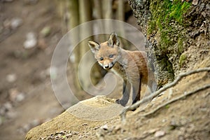 Playful red fox cub peaking out from behind a tree in spring forest