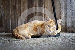 Playful red-haired cat lies on the floor with black rope in front of an old wooden wall