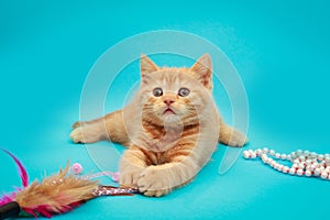 Playful red kitten on a blue background. British chinchilla. Little beautiful cat