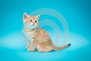 Playful red kitten on a blue background. British chinchilla. Little beautiful cat. Portrait of a kitten for advertising