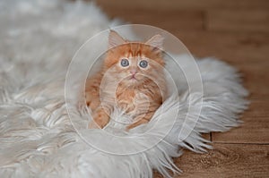 Playful red kitten on a white background . funniest photo