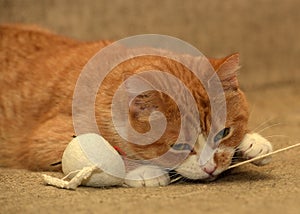 Playful red  with a white cat lies