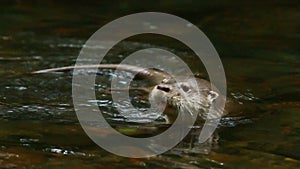 Playful River Otter
