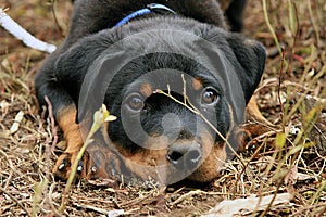 Playful Rottweiler Puppy