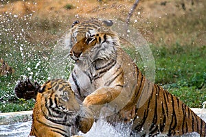 Playful Royal Bengal Tiger in water