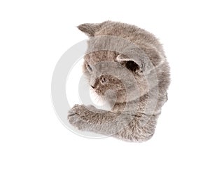 Playful scottish kitten in paper side torn hole. isolated