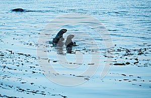 Playful Sea Otters