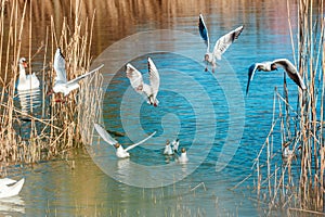 Playful seagulls against the backdrop of a pond with reeds .