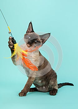 Playful seal point devon rex cat with blue eyes catching a feathered toy on a mint blue backgroun