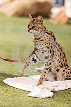 Playful serval cat Leptailurus serval