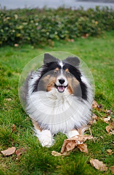 Playful sheltie