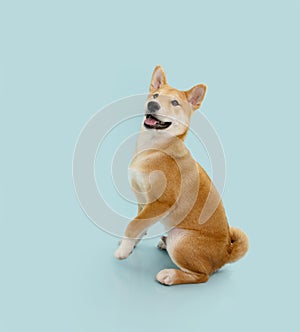 Playful shiba inu puppy dog high five. Isolated on blue pastel background