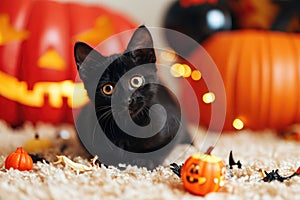 A playful shot of a mischievous black cat surrounded by Halloween decorations