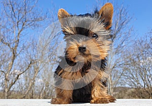 Playful and shy baby Yorkshire terrier puppy outside