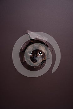 playful siamese cat poking head through torn paper hole