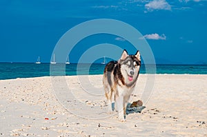 Playful Siberian Husky dog on the beaches with blue sky