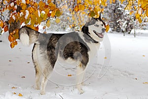 Playful Siberian Husky Dog in Winter Wonderland of Snow and Colorful Fall Foliage