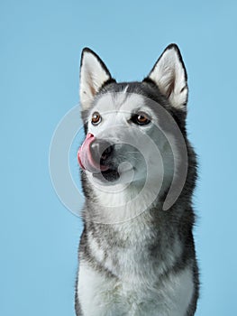 A playful Siberian Husky with a lolling tongue against a blue backdrop.