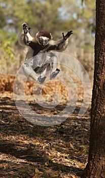 Playful Sifaka Lemur photo