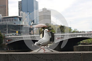 Playful single seagull posing by the river in the CBD inner city Melbourne with city buildings and Flinder`s street station in th