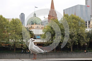 Playful single seagull posing by the river in the CBD inner city Melbourne with city buildings and Flinder`s street station in th