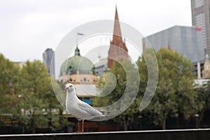 Playful single seagull posing by the river in the CBD inner city Melbourne with city buildings and Flinder`s street station in th