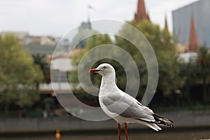 Playful single seagull posing by the river in the CBD inner city Melbourne with city buildings and Flinder`s street station in th