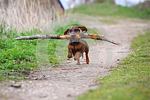 Playful small brown dachshund running in the woods on a sandy road and retrieving a big branch for fun photo