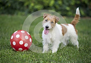 Playful small pet dog puppy playing football