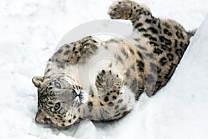 Playful Snow Leopard II