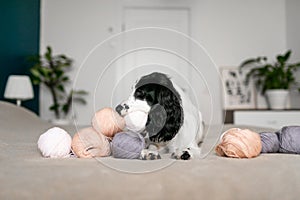 Playful Spaniel Puppy Engages with Colorful Woolen Balls on Bed