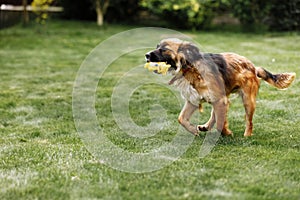 Playful and sportive young dog run at summer park field with toy in mouth. Long funny ears flap around head of cute and active