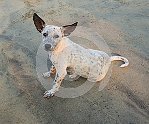 Playful spotty puppy on a beach