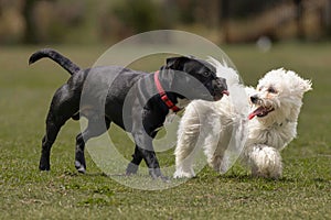 Playful Staffordshire Bull Terrier and Coton De Tulear running side-by-side in an outdoor park photo