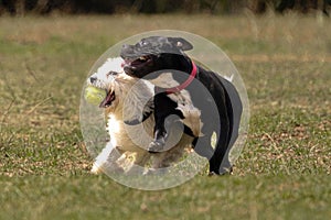 Playful Staffordshire Bull Terrier and Coton De Tulear running side-by-side in an outdoor park photo