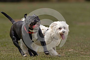 Playful Staffordshire Bull Terrier and Coton De Tulear running side-by-side in an outdoor park photo