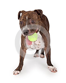 Playful Staffordshire Bull Terrier Dog With Tennis Ball