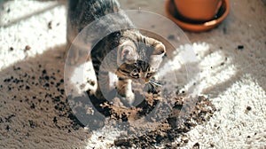 Playful tabby cat amid scattered potting soil from the plant pot on the white carpet. Funny kitten. Concept of