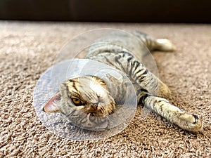 Playful tabby cat, breed Scottish, in a postoperative collar / cone.