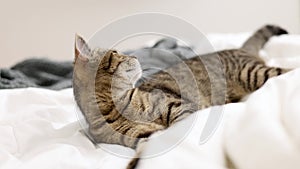 playful tabby cat jumping on bed playing with blanket bed sheet