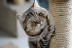 Playful tabby cat sharpening claws on scratching post