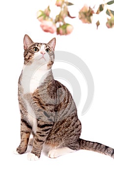 Playful tabby cat on white