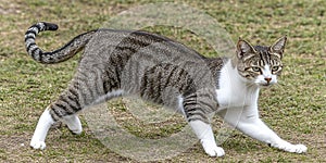 Playful Tabby and White Cat Stretching on Grass Outdoors