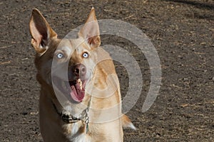 Playful tan dog with light blue eyes and big uprig