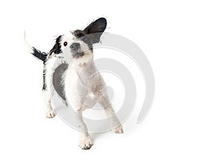 Playful Terrier Puppy on White Background